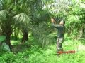 Kegiatan Berburu Yang Di Liput Padang Tv images Kegiatan Berburu Yang Di Liput Padang Tv