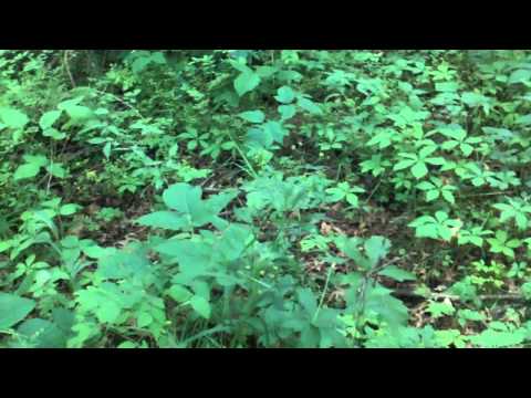 Schifferdecker Memorial Conservation Area - Daylight Hours