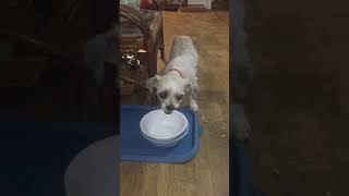 Benny enjoys a meal in a foster home after spending 7 years in a puppy mill