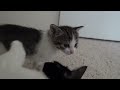 kitten