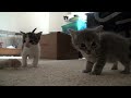 kitten