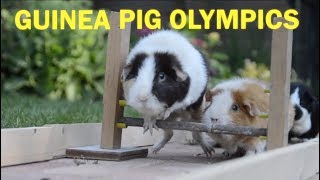 Watch Parry Gripp Guinea Pig Olympics video