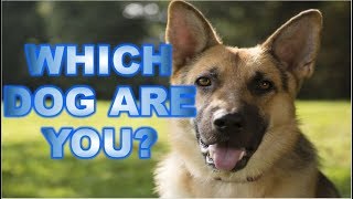 Which DOG BREED are you?