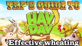 ♚Hay Day Strategies & Tips➜Wheating?! (New Effective Way!)