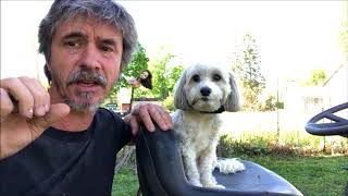 Train Dog Hold, King Tut Dog Gets Success with Service Dog Training