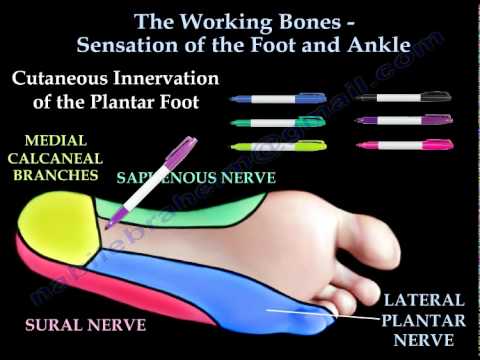 Sensory examination of the Foot And Ankle - Everything You Need To Know