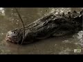 alligator