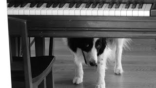 Download lagu Bizarre Things My Border Collie Loves