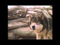 white fang film