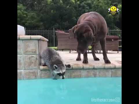 All Videos