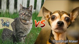 Cats Vs. Dogs | SClaire Vlogs