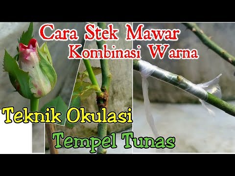 CARA STEK MAWAR Teknik Okulasi (tempel tunas)