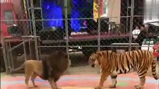Tiger Vs Lion