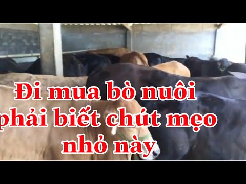Nuoi bo,nuoi bo thit|đi mua bò nuôi phải biết điều này