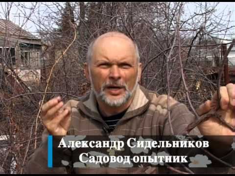 Рассада огурцов ганичкиной Рассада огурцов ганичкиной