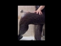 Wetlook  shower 3- Nereida (thong pantyhose)