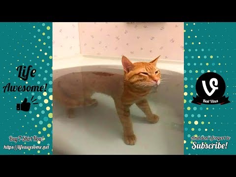 TRY NOT TO LAUGH - Funny Animals Compilation July 2019 - Animals Are Dumb and Silly but Cute
