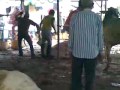 Sapi Ngamuk images Sapi Ngamuk