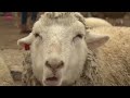 「笑うヒツジ」スマイルちゃん 神戸・六甲山牧場で人気 Smiling sheep draws popularity