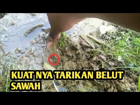 sensasi ngurek belut di sawah
