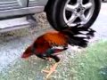 Ayam Laga Terbaik..(super lock)