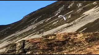 paragliding Ireland Muckish