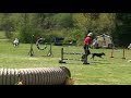 Loose Dog on Agility Course