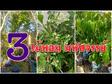 ไม้หอม มหัศจรรย์ 3 ชนิด ที่คนรักไม้หอมต้องปลูก!!/Golf Garden tips