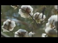 Cotton crop down, benefits for some