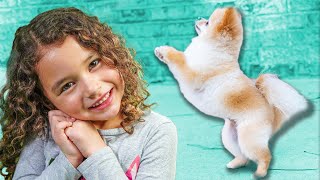 Quick Tips on How to Take Care of you Pomeranian Puppy