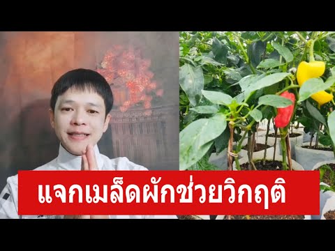เริ่มแจกเมล็ดพันธุ์ฟรีรับได้เลยนะครับ