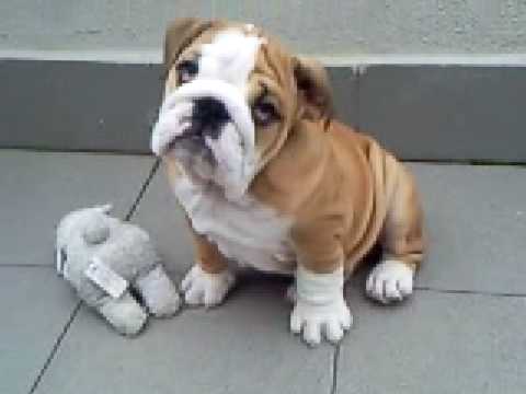 Mi Peque 241 O Bulldog Ingles Crece Por Momentos Youtube
