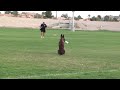 Police dog training - Get him to stop on a dime.