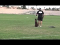 Police dog training - Get him to stop on a dime.
