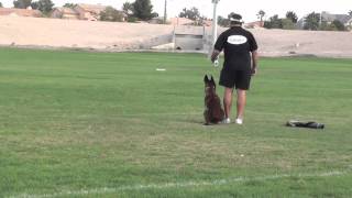 Police dog training - Get him to stop on a dime.
