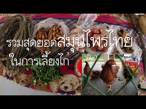 รวมสุดยอดสมุนไพรไทย ในการเลี้ยงไก่ แนะนำต้องดูคลิปนี้