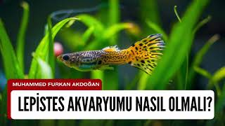 Lepistes Akvaryumu Nasıl Olmalı? Evde Sağlıklı Ve Güzel Lepistes Akvaryumu Kurma Rehberi