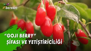 Toprağın Şifası - Goji Berry Şifası Ve Yetiştiriciliği