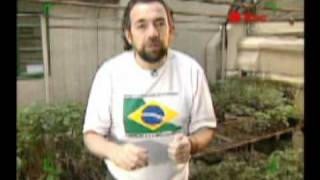 Tchibum TV - Mata Atlântica
