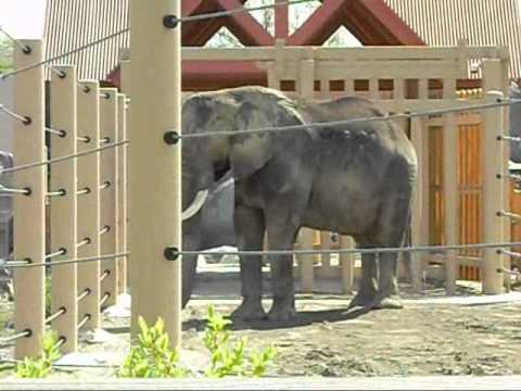 Cleveland Zoo Elephant