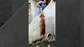 Gabbarapbt Locking Power Practice