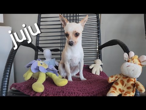 juju passeando em holambra juju passeando em holambra