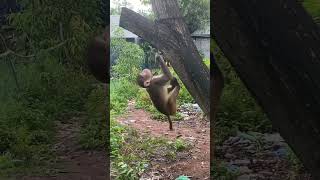 Who Tied This Monkey Here?