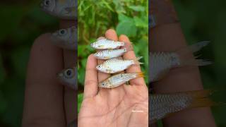 Small Fish Fry