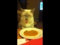 Cat eating tomato soup