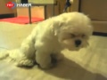 Ayakta uyuyan köpek