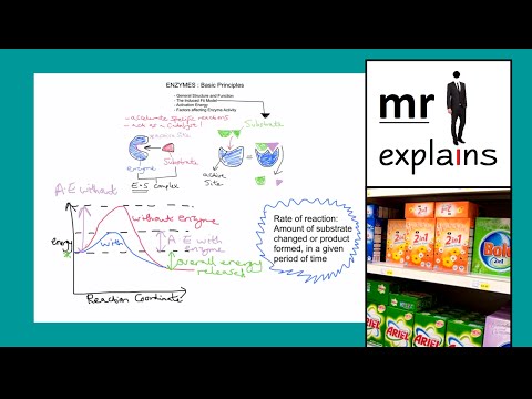 factors afecting enzyme activity essay Investigation into the factors affecting the rate of photosynthesis reviewmylife the effect of substrate concentration on the activity of the enzyme catalase. factors afecting enzyme activity essay Investigation into the factors affecting the rate of photosynthesis reviewmylife the effect of substrate concentration on the activity of the enzyme catalase.