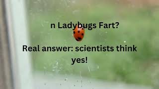 Ladybug Fart