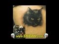 Animals Tattoos for Guys and Girls