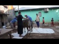 image Cara Merebahkan Hewan Qurban Dengan Cepat Dan Mudah